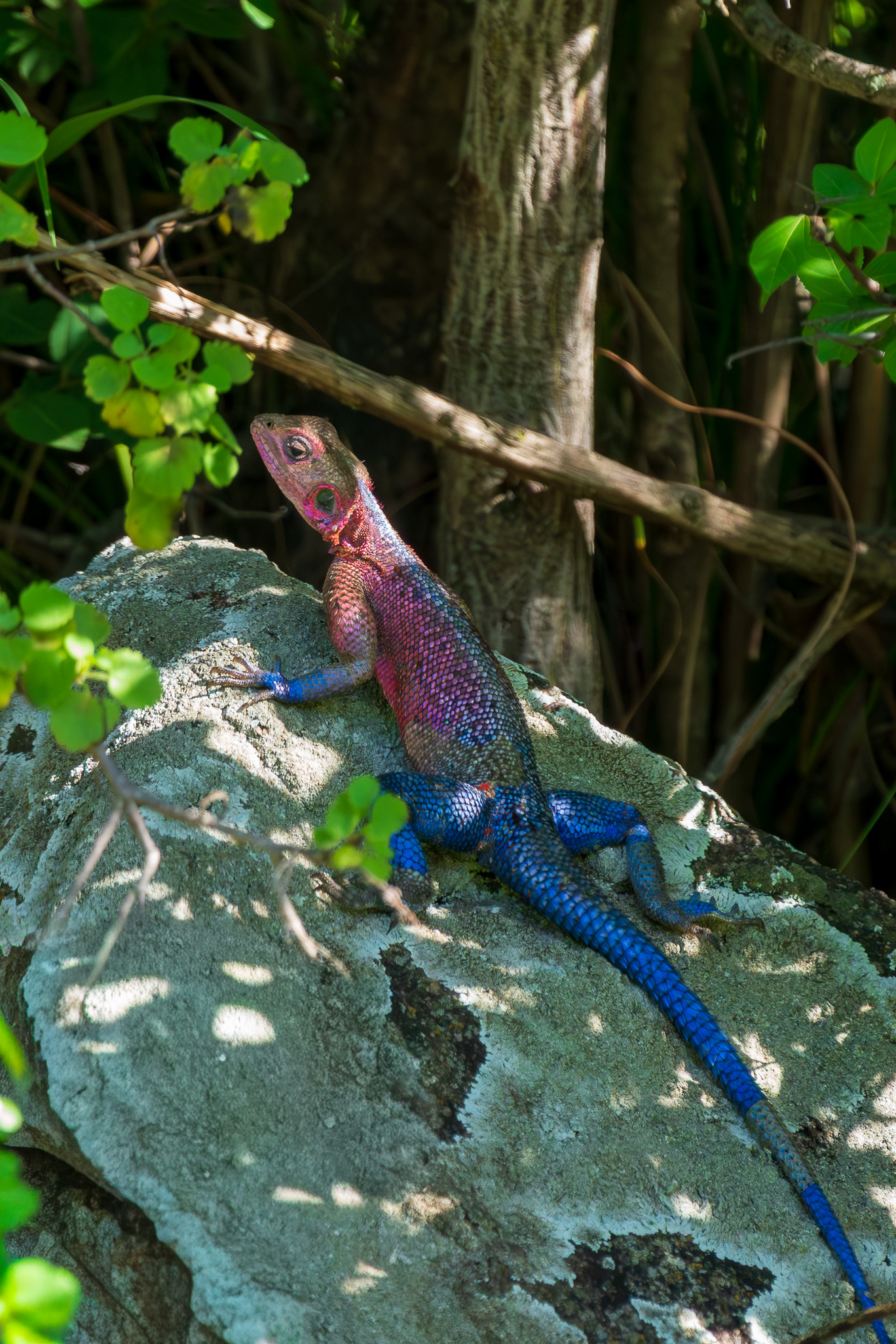 Tanzania 20260324 Agama común africano